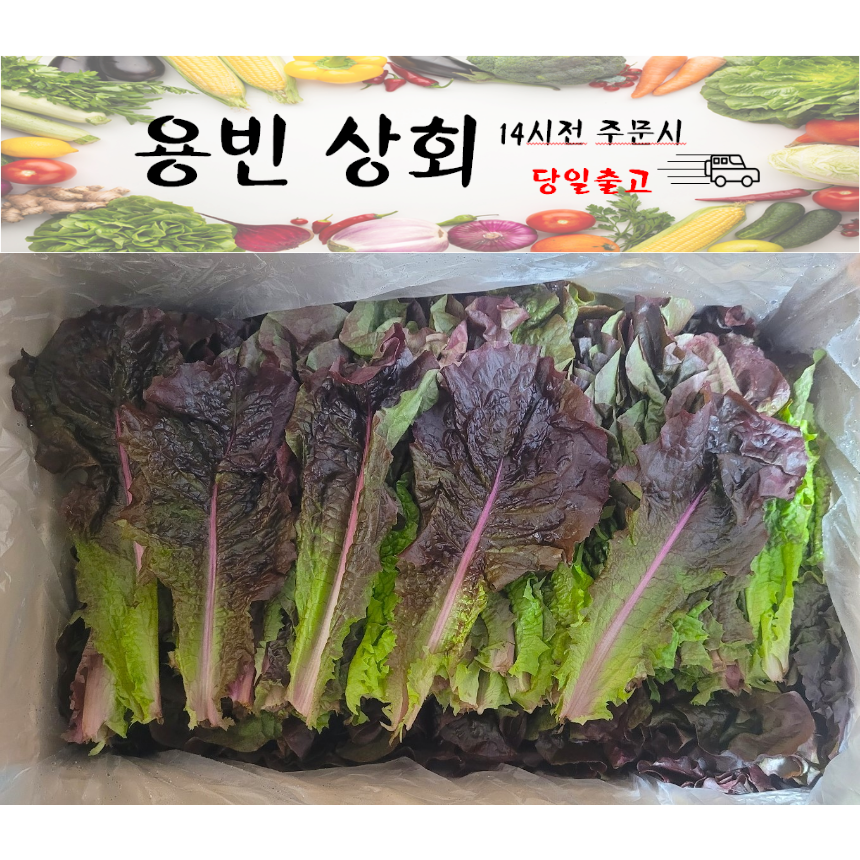 ( 용빈 상회 ) 국내산 적상추 2kg내외 4kg내외 7,800원