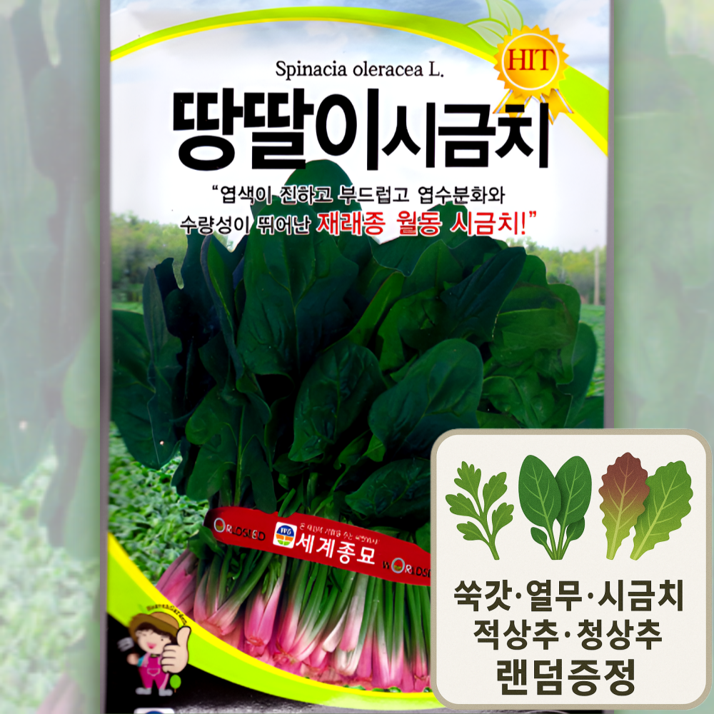 세계종묘 땅딸이시금치 씨앗 35g 초장이 낮고 내한성 강한 저온기용 시금치 세계 2,800원