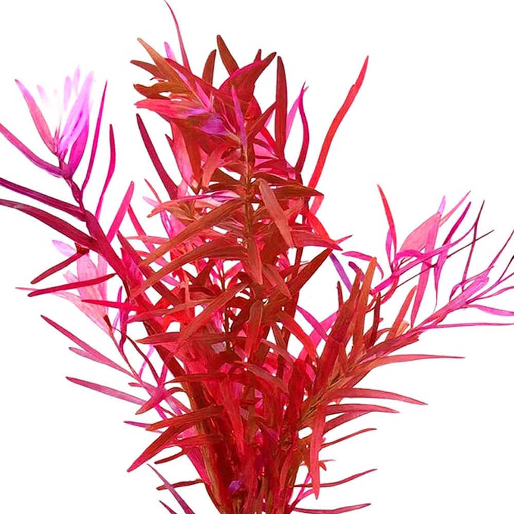 [수초대장] 로탈라 홍콩 (11촉) 중후경수초 6,000원