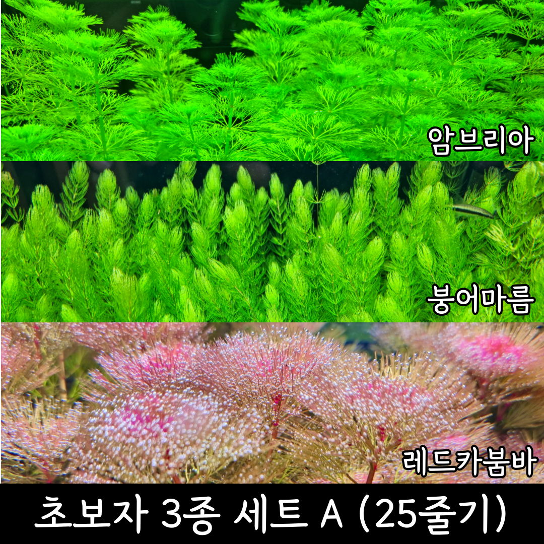 [수초명장] 초보자 3종 세트 A (25줄기) 달팽이 이끼 없는 수초 구피 새우 물고기 은신처 어항 수생식물 14,500원