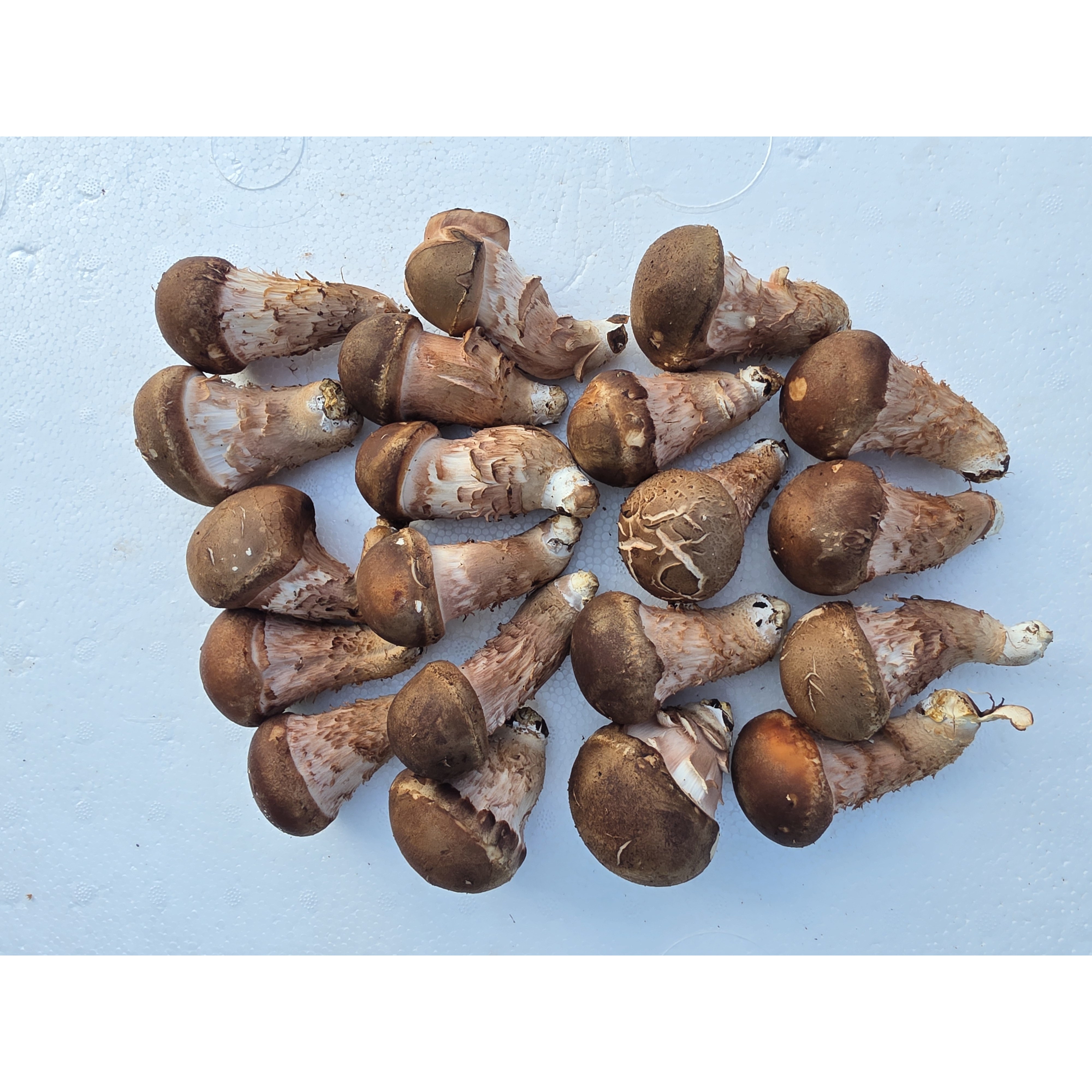 국내산 무농약 참송이(친환경,우수농산물GAP인증품) 23,000원