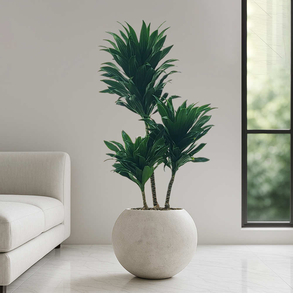 농원청년 달항아리화분 개업화분 거실화분 개업식화분 카페 병원 사무실 개원 인테리어식물 개업 집들이선물 실내 공기정화식물 올리브나무 홍콩야자 쉐프렐라 여인초 뱅갈고무나무 아레카야자 139,000원