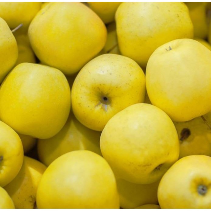 [재구매율1등]15brix 초고당도 명품 시나노골드 사과 42,900원