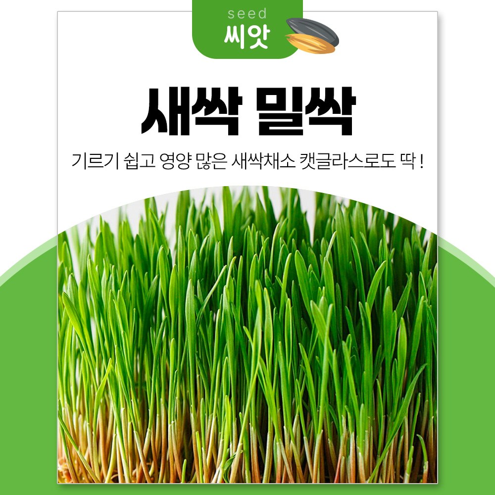 세경팜 영양만점 밀싹 새싹채소 씨앗 30g 캣글라스 19,000원