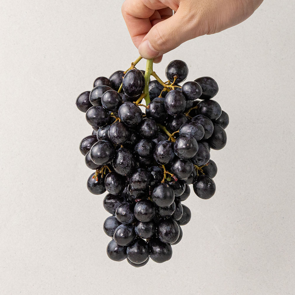 일등농수산 국내산 겨울포도 블랙세이블포도, 1개, 8kg 내외 104,400원