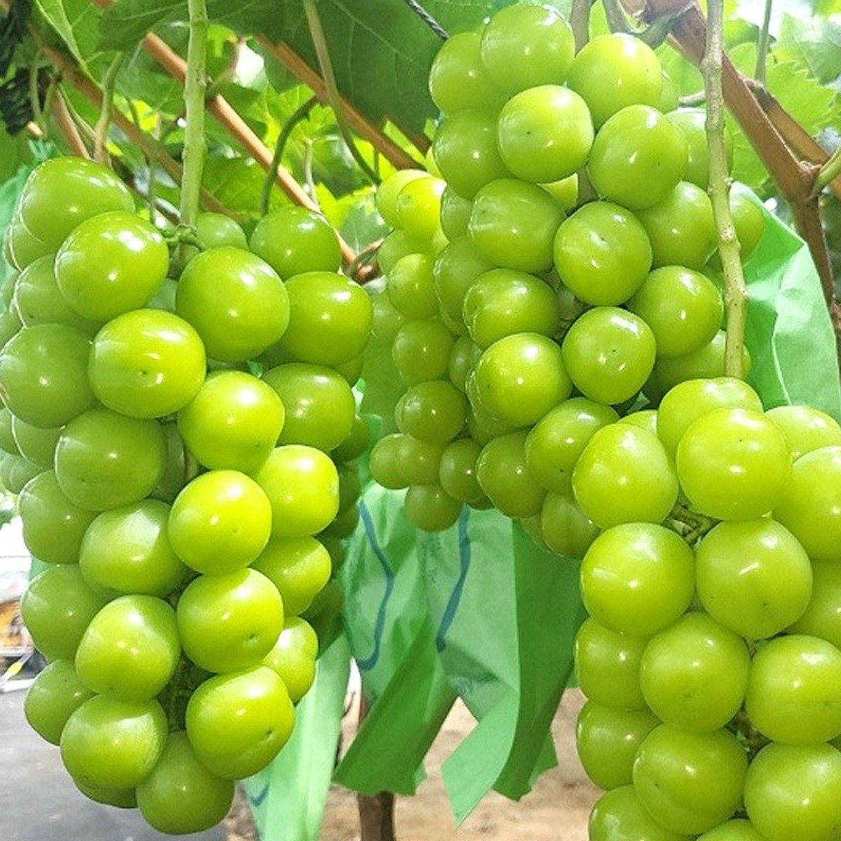 [이슬머금] 고당도 샤인머스켓  제철포도 2kg 정품 (3~4수) 4kg (4~5수) 망고포도 16,900원