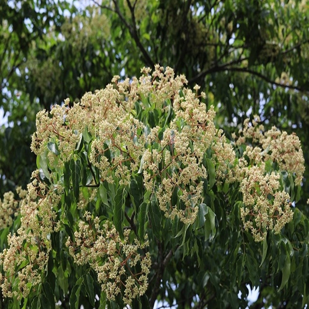 세종식물원 쉬나무 묘목 실생 1년 정원수 꿀벌나무 2,000원