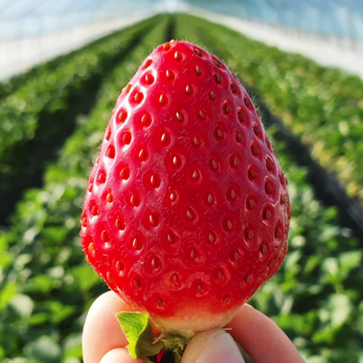 당도보장[산지직송] 설향딸기 당일수확 토경딸기 750g 1kg, 1박스, 두입딸기 750g 24,000원