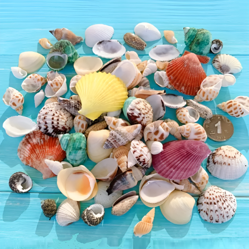 천연조개류(혼합) 조개껍질 바다생물 250g 22,500원