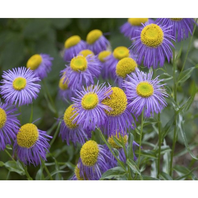 오레곤개망초 씨앗 소포장 대포장 선택, 척박한 경사면 오래가는꽃, 1개 33,000원