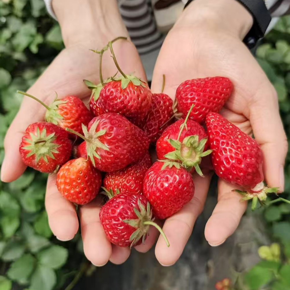 산지직송 프리미엄 고당도 홍희 딸기, 1박스, 1kg (24-40과) 42,900원