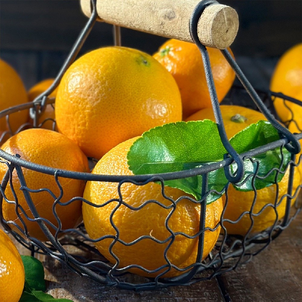 제주 고당도 비가림 감귤 선물용 세트, 1박스, 비가림 감귤 선물용 5kg 로얄중대 58,100원