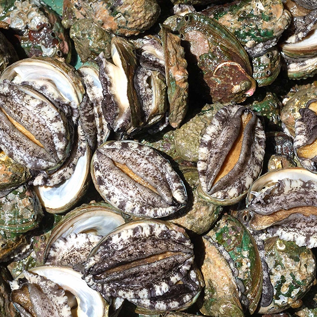 [산지직송] 신선한 완도 활 전복 500g, 1kg 생전복 완도전복 44,400원