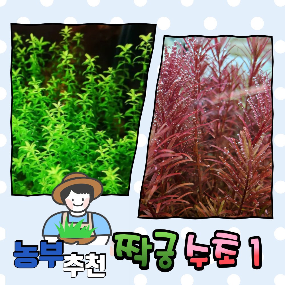 [수초농부] 짝꿍 수초 1 ( 펄글라스 30, 블러드레드 5) 12,900원