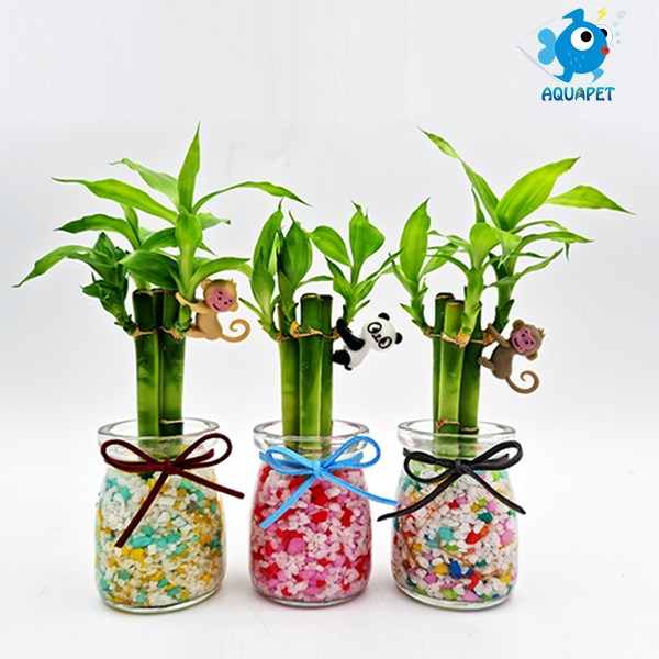 개운죽 키우기 푸딩유리병 A형 테라리움 DIY키트 세트 4,700원