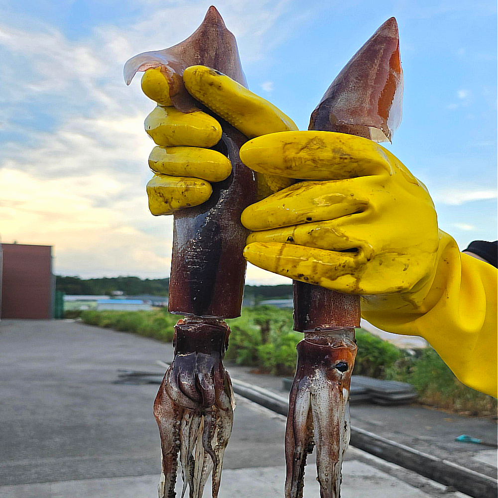 국산 제철 초코오징어 20미 급냉 태안 신진도 통찜, 1개, 20미 92,900원