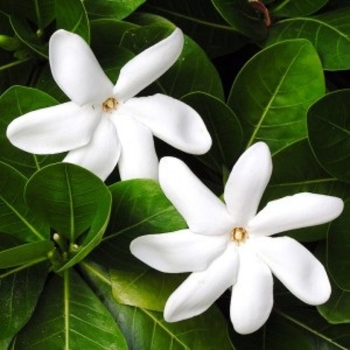 프래그런스오일 C.G.L 타입, 1000ml(1L), 1개, 1L 180,000원