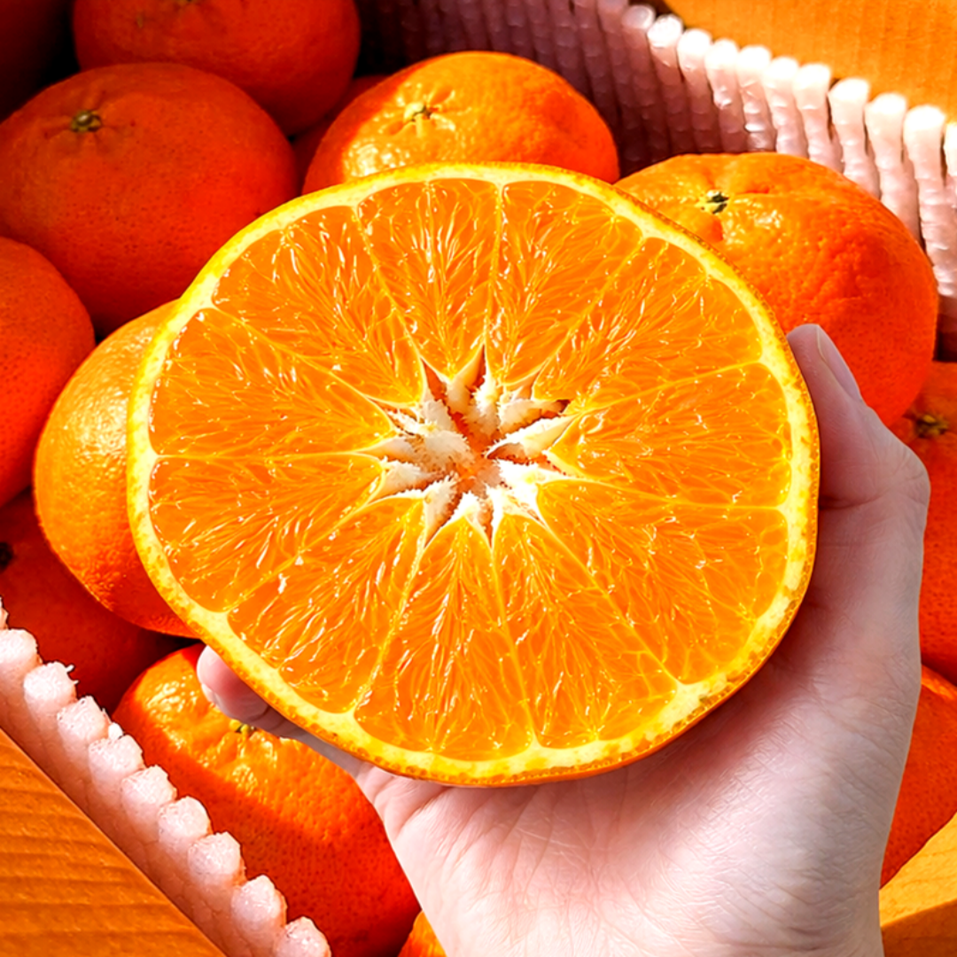 [한정특가] 최고18brix 납품용 제주 천혜향, 1박스, 로얄소과 5kg 39,900원