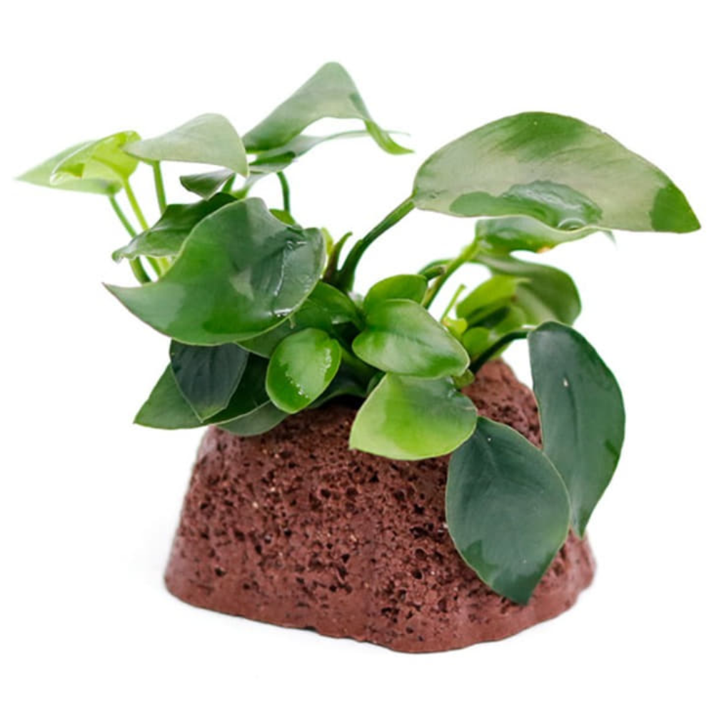 미미네아쿠아 활착수초 활화산 나나 9,870원