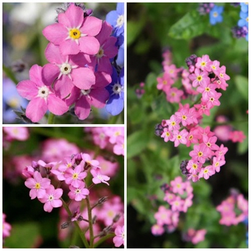 물망초 씨앗 2종 소포장 대포장 선택구매 30,000원