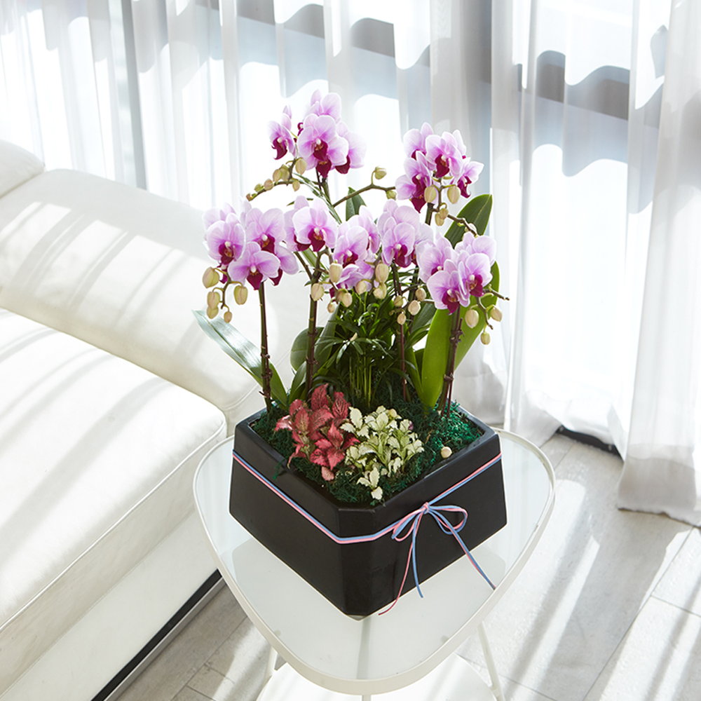 농원청년 서양란 분홍호접란 3호 승진 영전 취임 인사이동 개업 축하화분 당일배송 119,000원