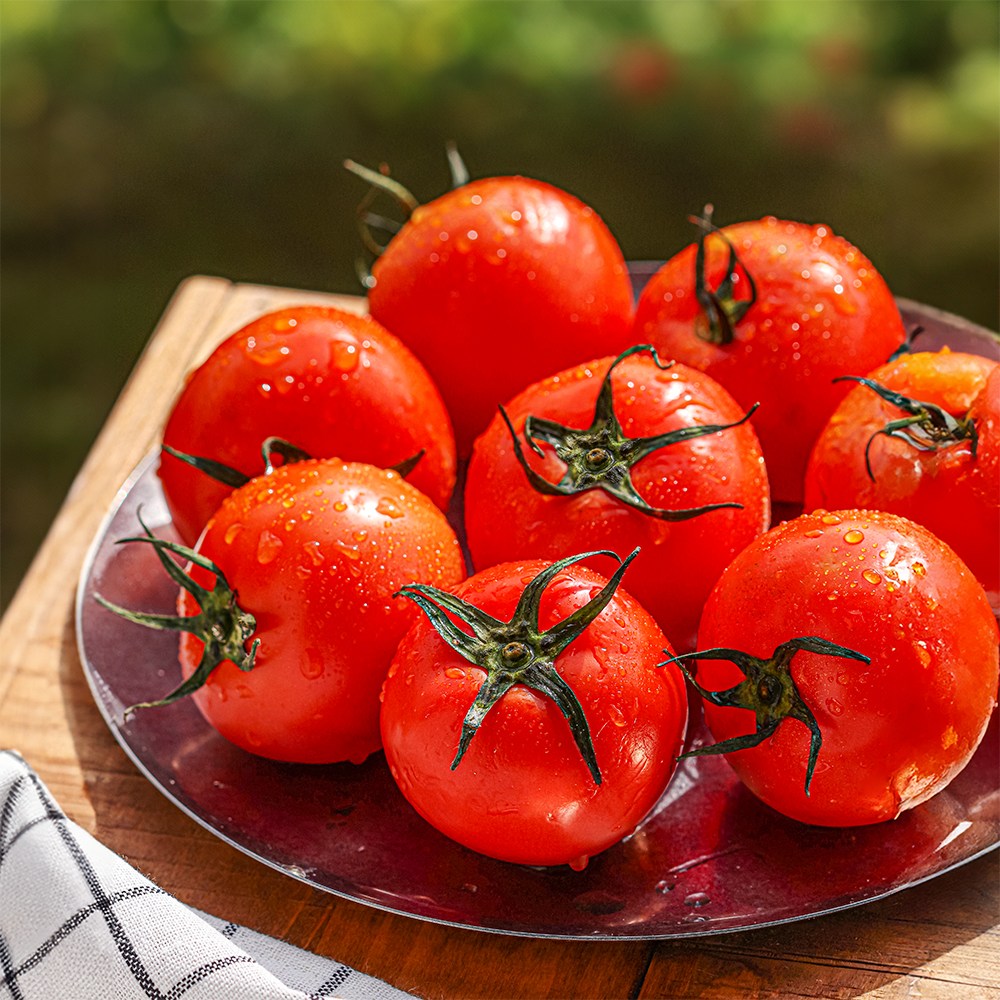 백화점 납품용 완숙 토마토 유럽종, 1박스, 2-3번과 5kg 67,500원