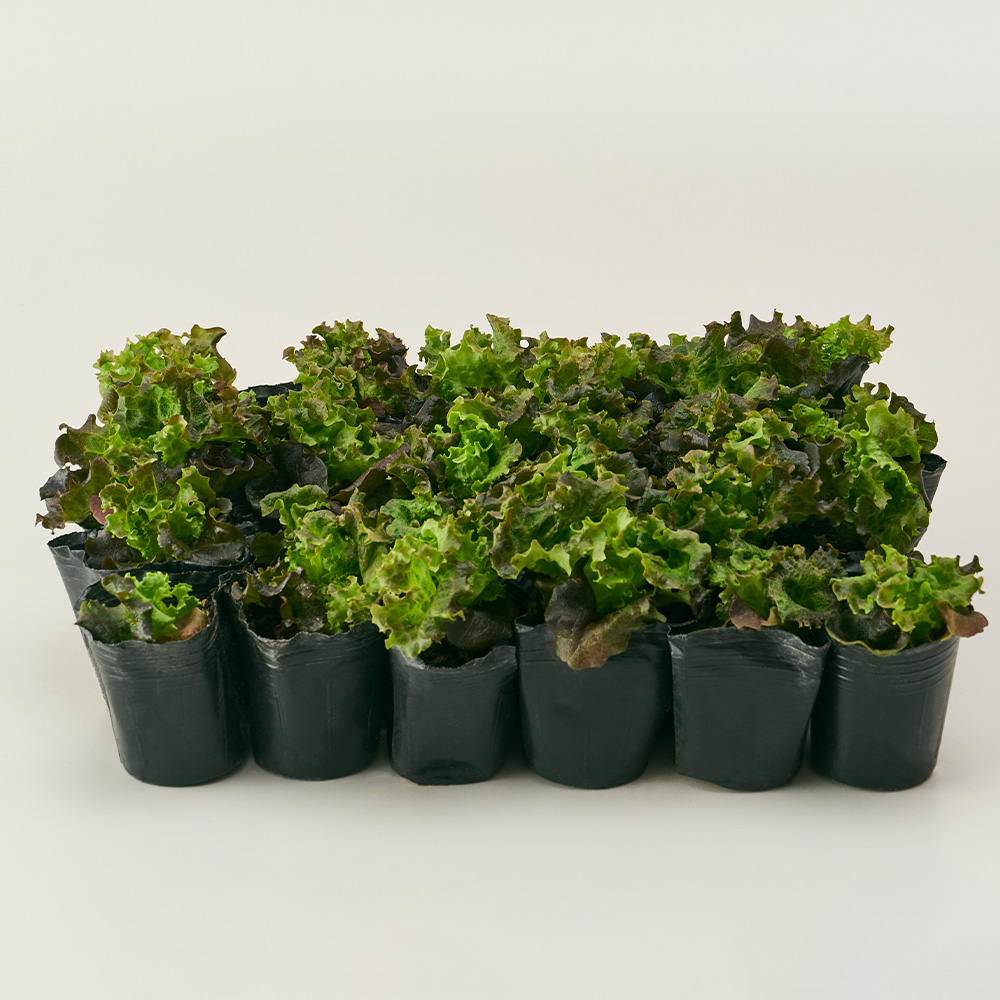 [로켓프레시] 농업회사법인 주식회사 코코도르팜 텃밭가꾸기 상추 모종, 혼합색상, 30개 12,900원