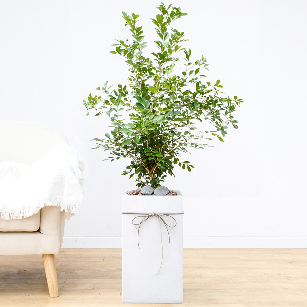 드셀플라워 금전수 돈나무 개업 화분 집들이 선물 승진 사무실 이전 병원 개원 식당 개업식 축하 화분 배달 당일배송 대형 화이트 사각 시멘트, 1개, 19.대형_오렌지자스민 화이트 사각 시멘트 129,000원