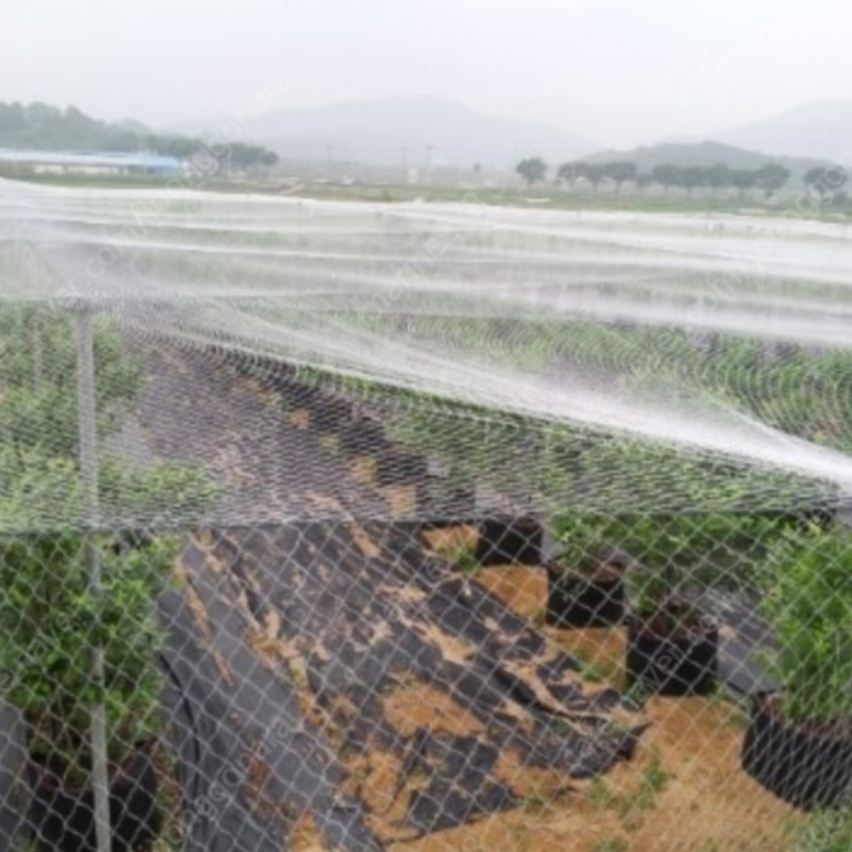 국산 새망 방조 그물 소형 참새 망 텃밭 주말 농장 새그물 20m x 7m 그물 크기 2cm 18,000원