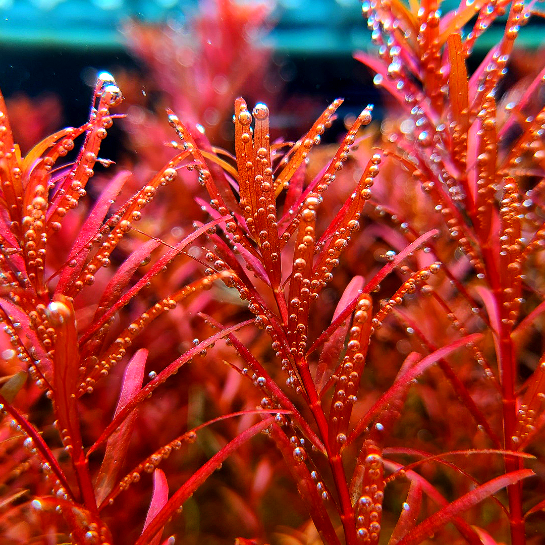 [물풀정원] 이탄없어도 잘 자라는 붉은수초 로탈라 블러드레드(7줄기) 달팽이없는 깨끗한 수초키우기 구피 베타 물고기 새우 은신처 6,850원