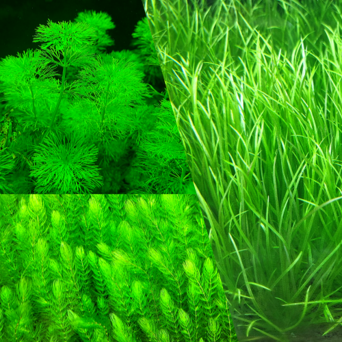 [물풀정원] 달팽이 100% 없는 청정수초 <블릭붕어리아 23줄기> 폭풍성장하는 인기초보수초 붕어마름 암브리아 블릭사 쇼트리프의 환상적인 만남 15,000원