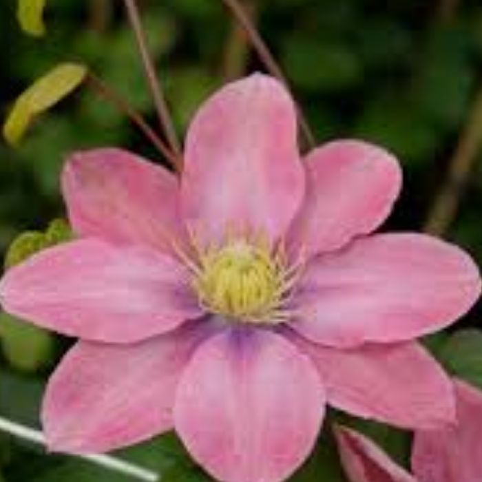 클레마티스 리틀머메이드 포트 묘목 살구색 분홍빛이 감도는 독특한 꽃 넝쿨덩굴정원식물 (목하원예조경), 1개, 단일 9,000원