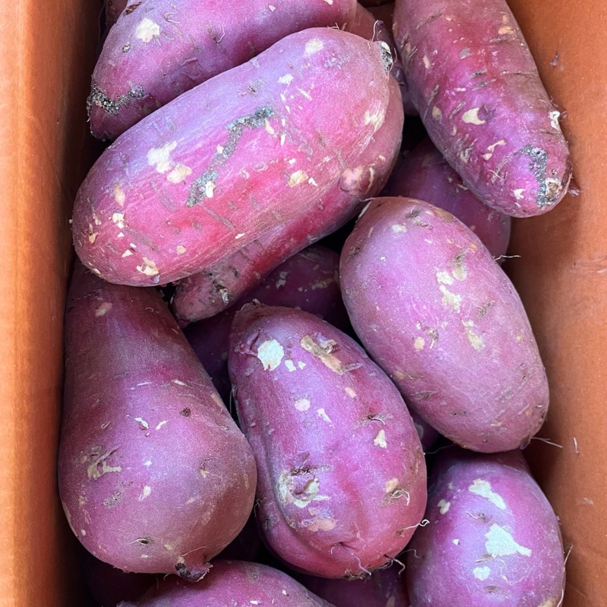 통째로팜 25년 고구마 꿀고구마 10kg 박스 소 중 중상 긴특 특 상 왕특 못난이 29,900원