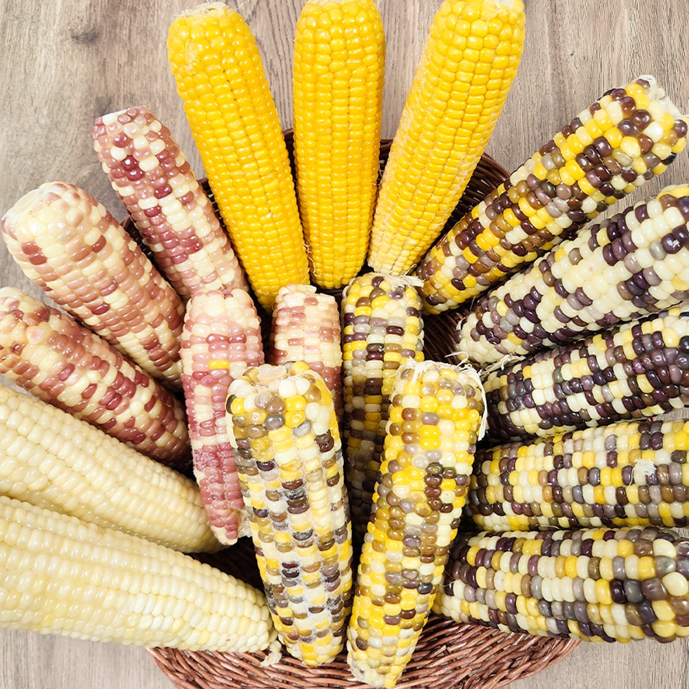 [타임특가] 무첨가 쫀득한 특품 냉동 찰옥수수 3종 13,800원