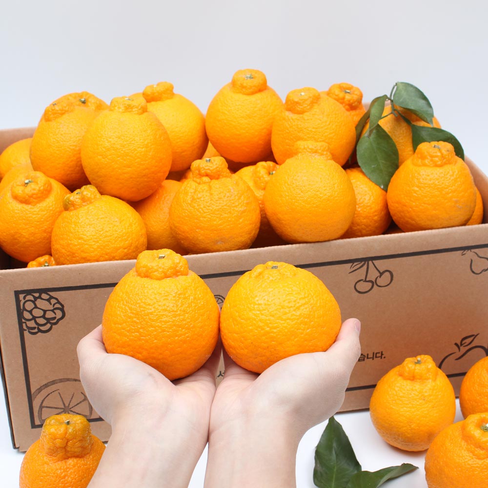 세상모든농부 고당도 제주 노지 한라봉 만감류 가정용, 1박스, 노지 한라봉 10kg 혼합과 49,860원