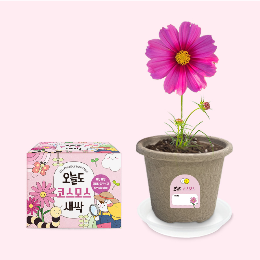 오늘도새싹 식물키우기 코스모스 미니화분 120,000원