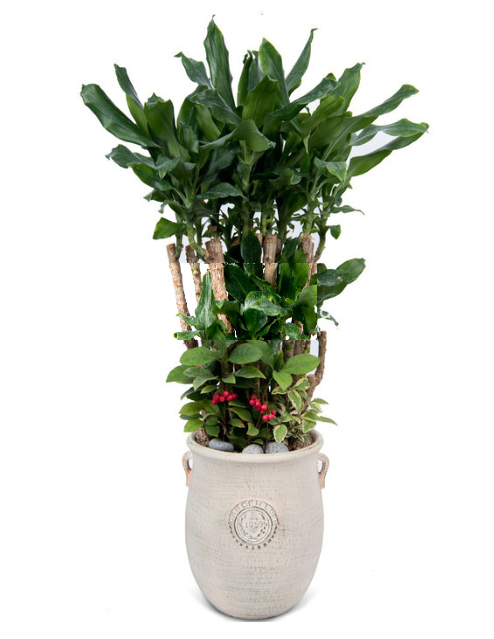 플라워피아 대형화분 개업화분 축하화분 승진 이사선물 공기정화식물 꽃배달서비스, 황금죽, 1개 108,630원