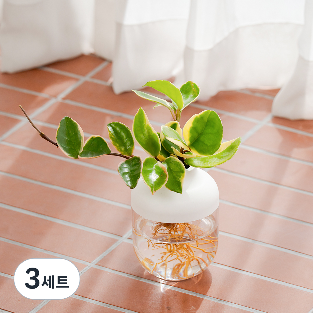 [로켓프레시] 메이크정글 수경재배 식물 호야 + 아쿠아캡슐 1호 화분 DIY 세트, 화이트(화분), 3세트 37,250원