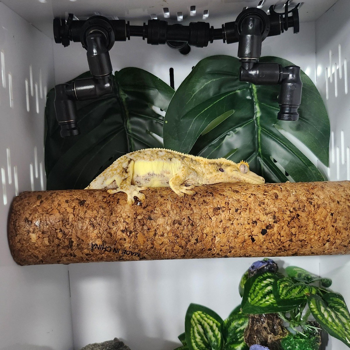 렙티언즈 미스팅기 파충류 자동 분무기 Auto 스프링쿨러, 1개 54,900원