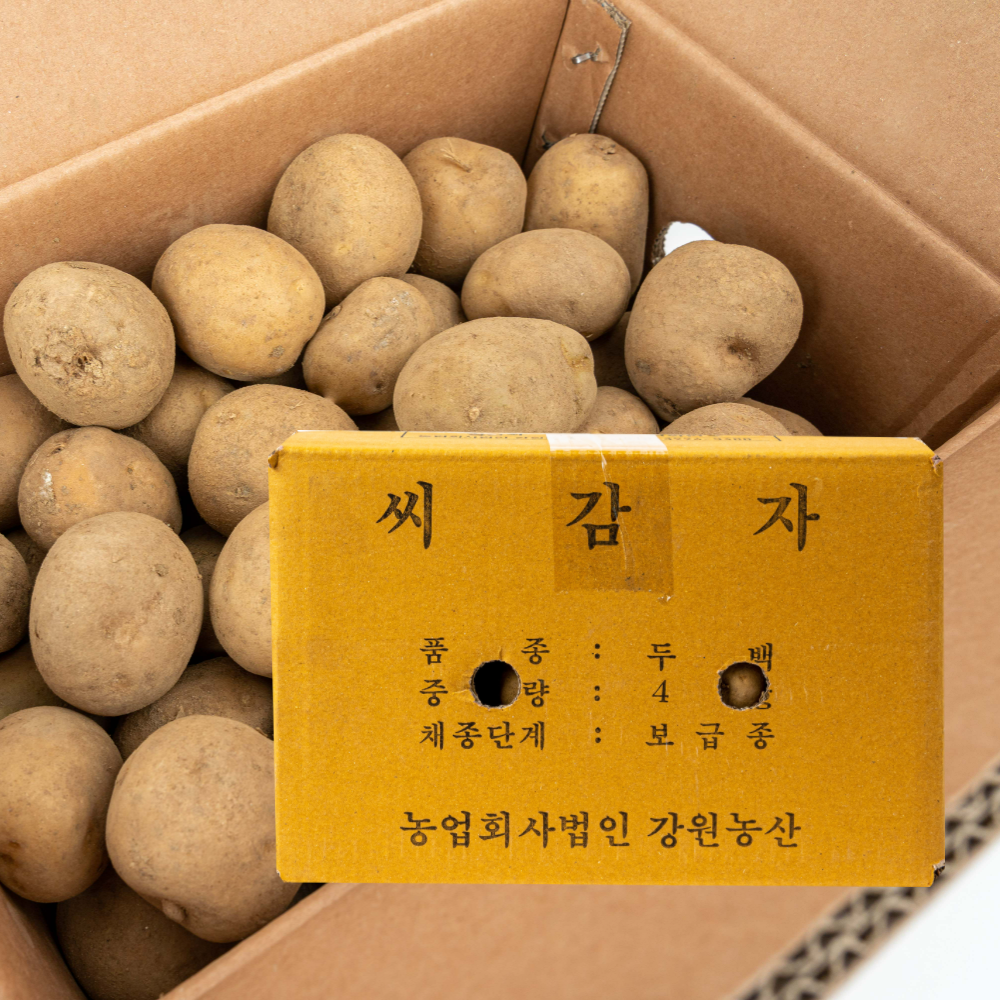 강원농산 두백씨감자 4kg 감자씨 주말농장 모종 16,800원