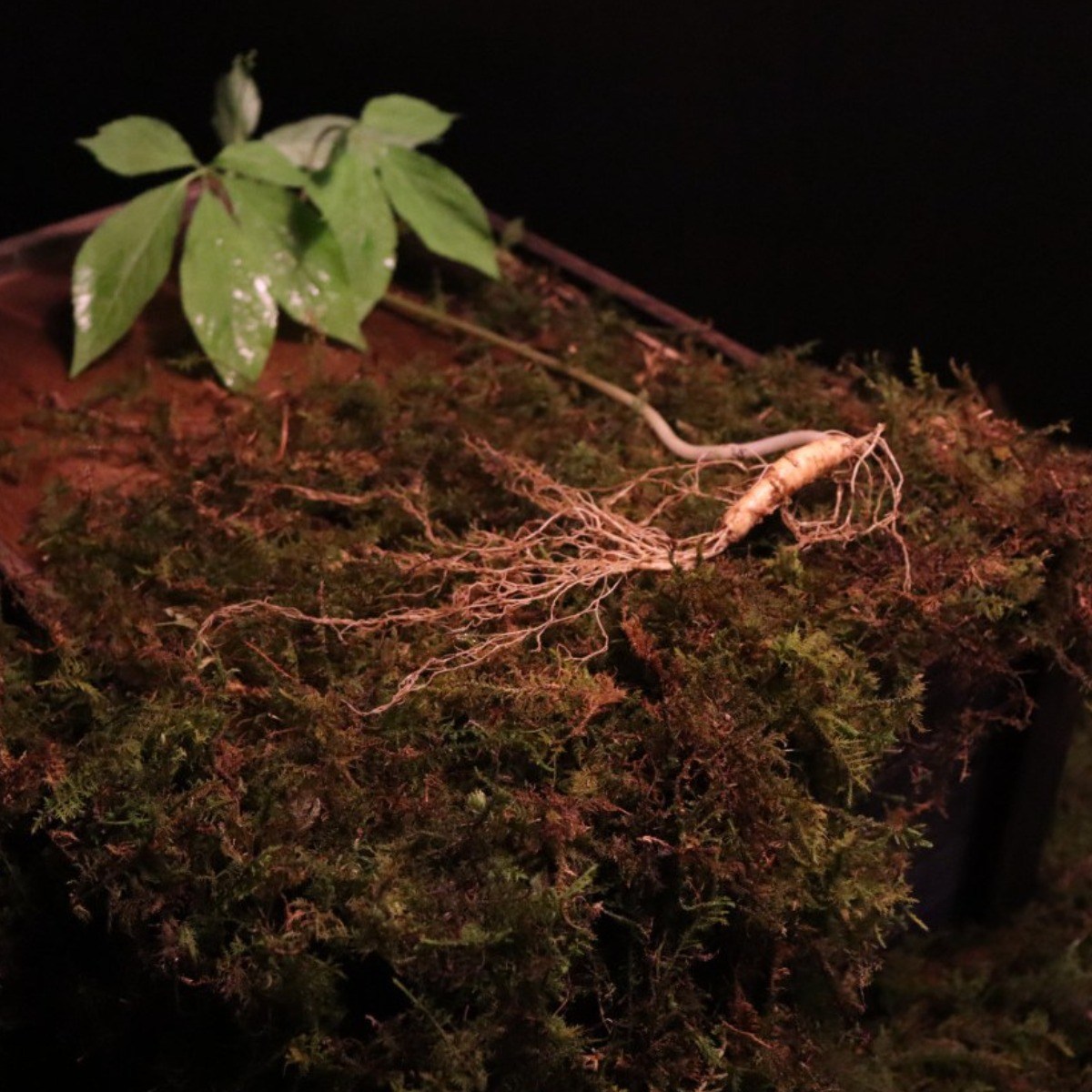 도담산삼 6년근 산양삼 산양산삼 장뇌삼 산삼, 1개 340,000원