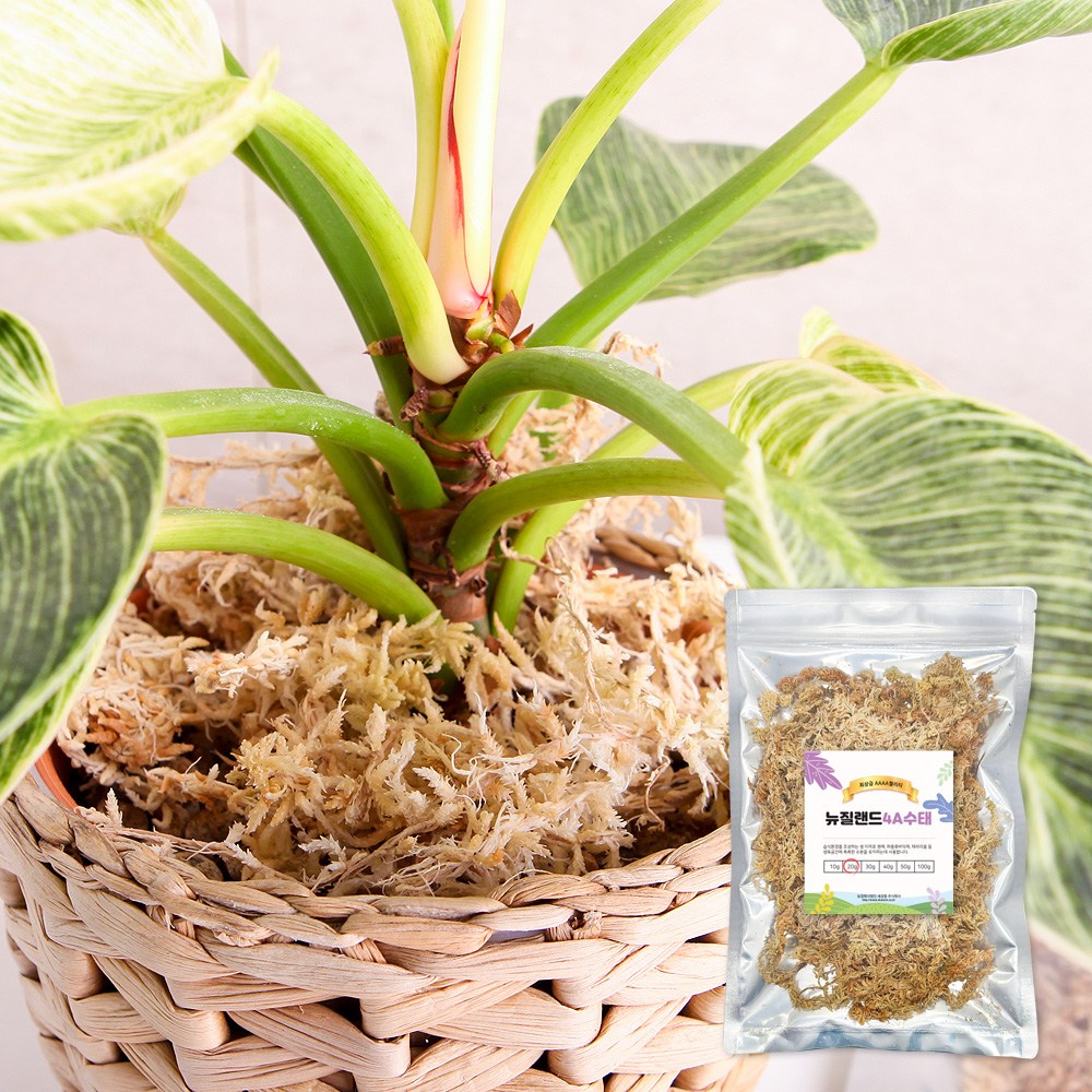 SKFARM 풍란 호접란 토피어리용 4A 뉴질랜드 수태 20g 6,000원