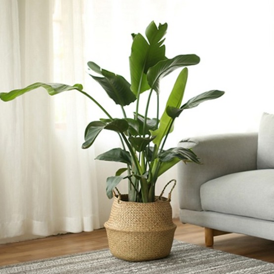 코드86 인테리어 라탄 화분커버 바구니, 단일 색상, 1개 6,980원