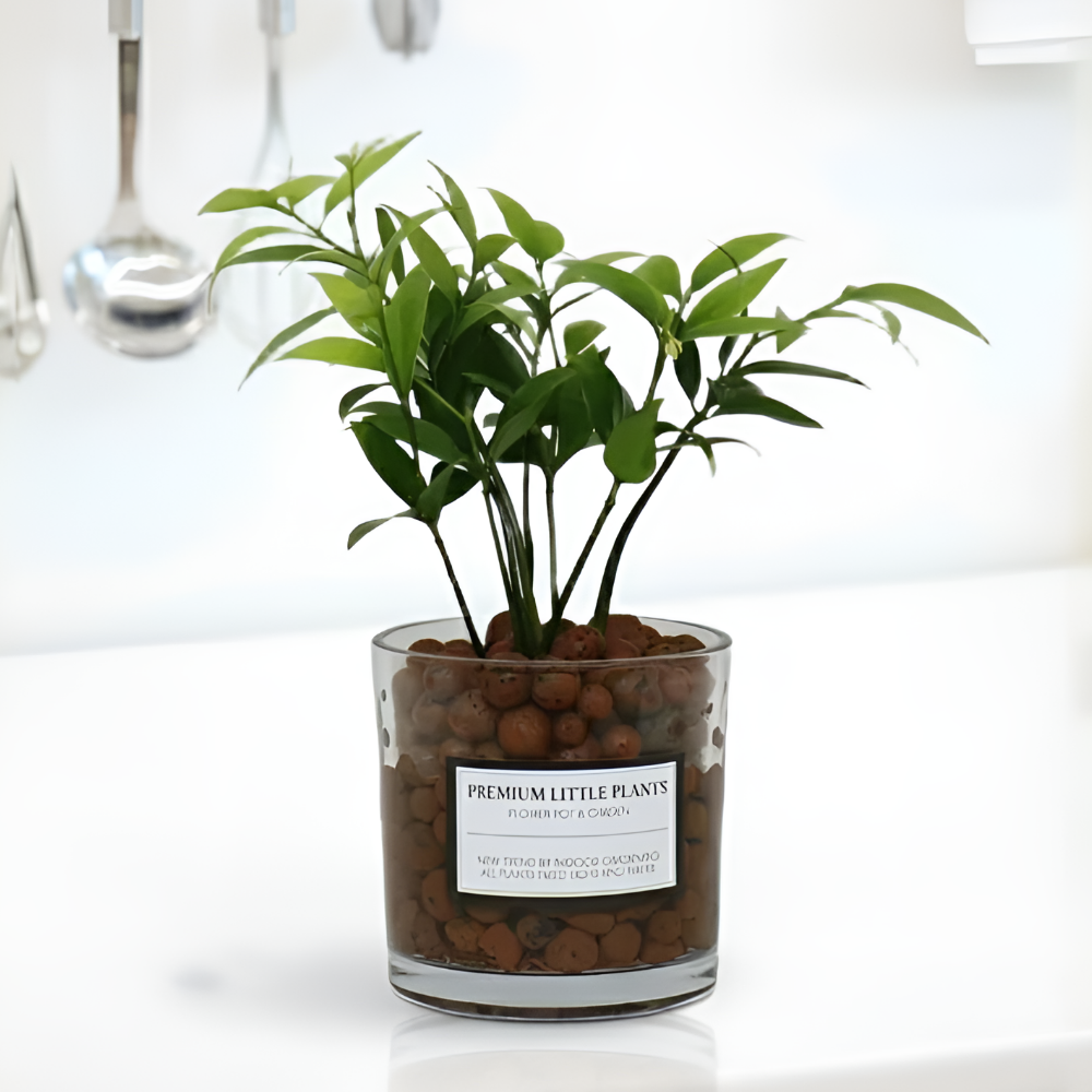 피오그린 천연 가습기 원통유리 하이드로볼 수경세트 공기정화식물 거실인테리어, 1개, 21 죽백 16,900원