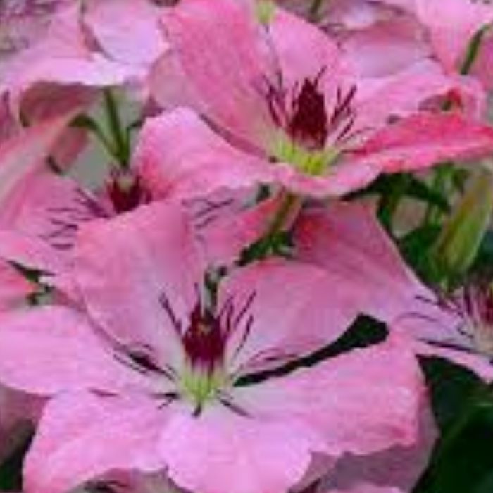 목하원예조경 클레마티스 사라엘리자베스 핑크 리블루밍 포트 묘목 노지월동 정원조경식물 꽃나무 모종, 단일, 1개 10,000원