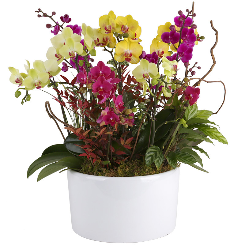 119플라워 (당일배송) 아름다운혼합서양난 ST-H454 서양난 미니호접 호접난 행사용 환갑 승진 영전 전시회 개업 전국꽃배달 생일 기념일 꽃선물 꽃배달, 1개 135,800원