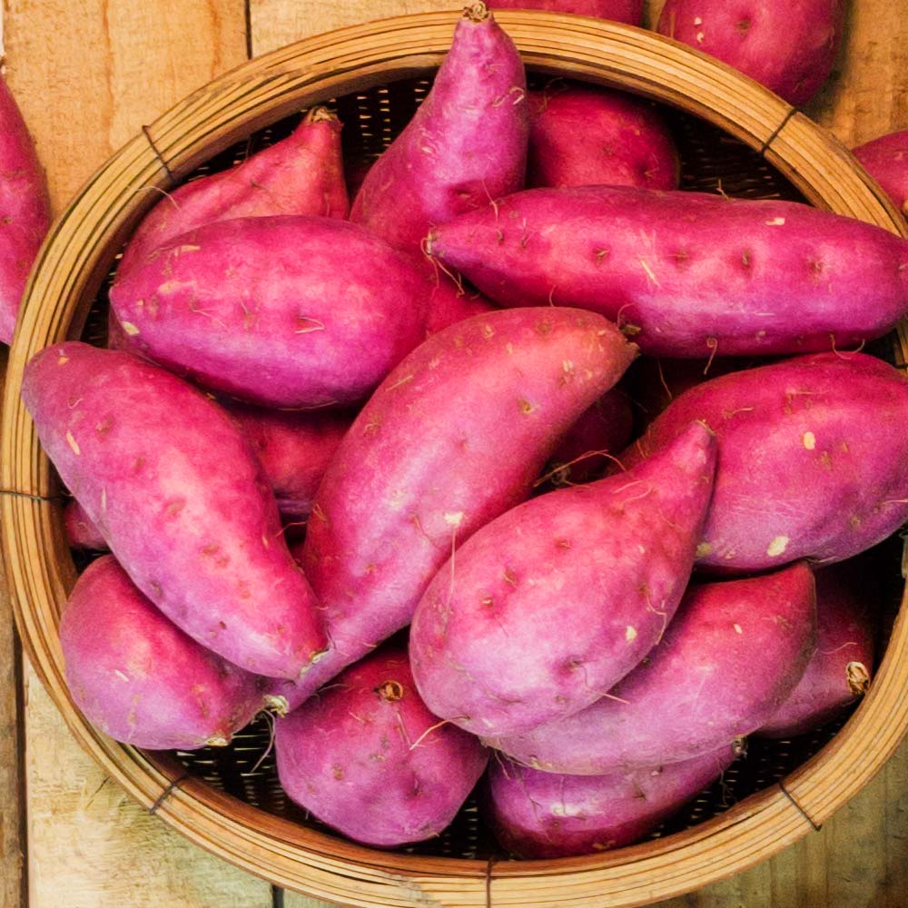 [10시이전 주문 당일출고 ]전라도 꿀고구마 베니하루카 3kg 5kg 10kg 고구마, 1박스, 꿀 고구마 3kg(한입) 13,900원