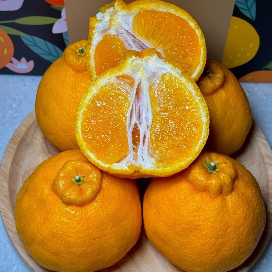 최대18브릭스 초고당도선별 제주 특품 한라봉, 1박스, 10kg 55,900원