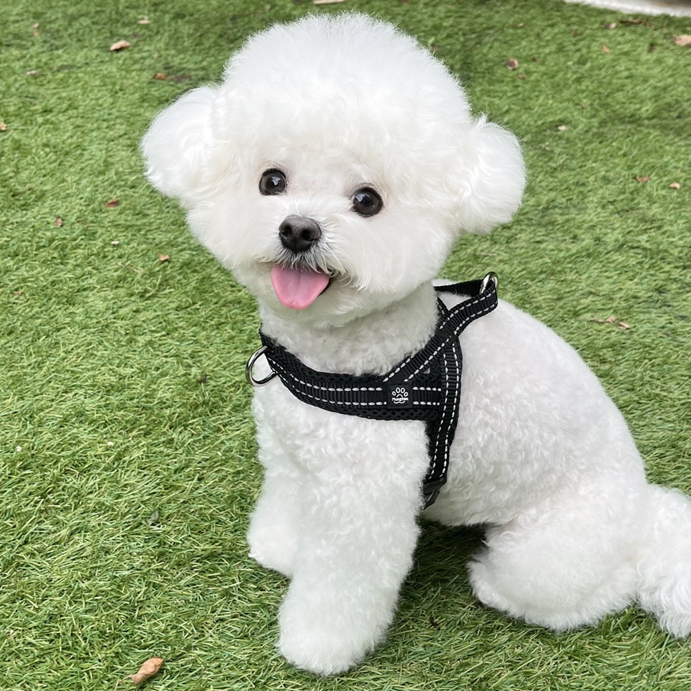 멍템 앞섬방지 강아지 하네스, 블랙, 1개 19,400원