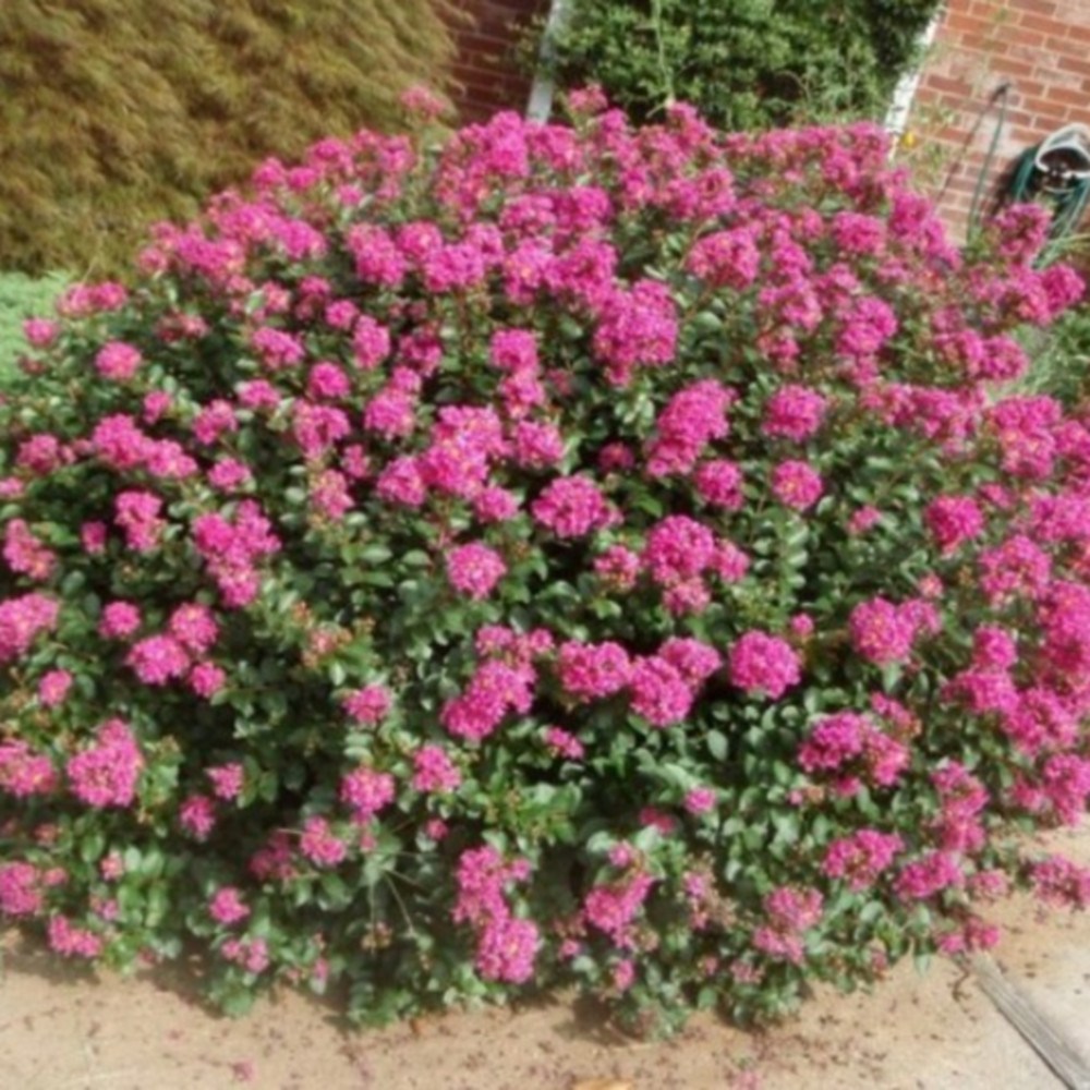 배롱나무 묘목 미니백일홍(왜성) [5치포트] 개화주,미니배롱나무  [ 세연트리 ] 172,500원